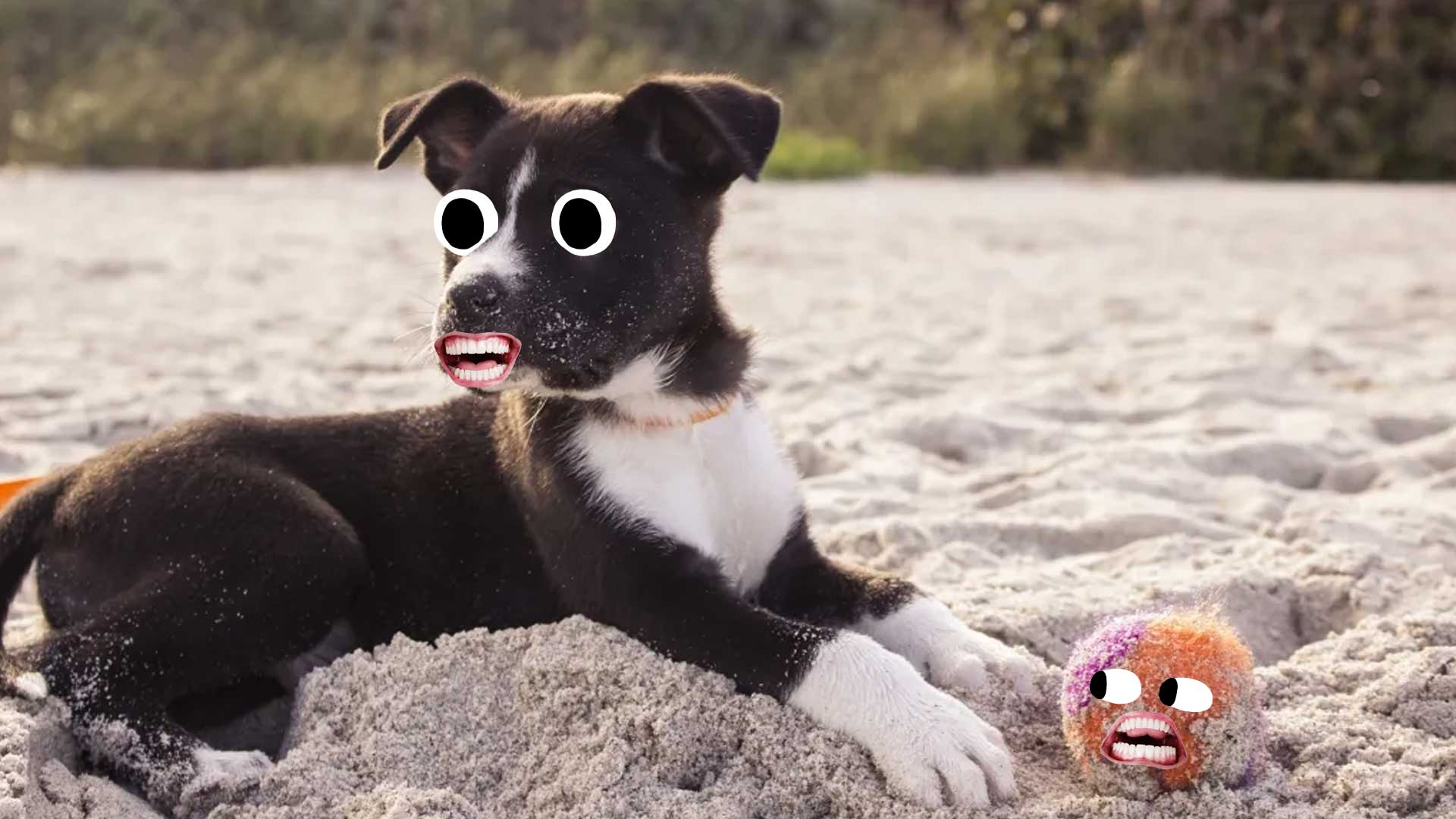 A puppy on a sandy beach with a ball