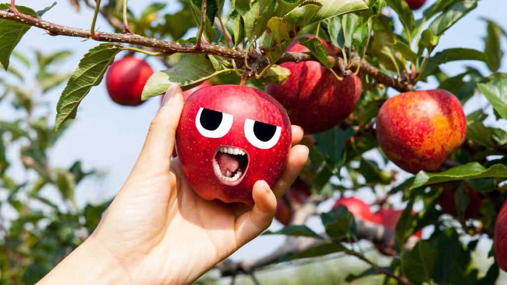 An apple being picked from the tree