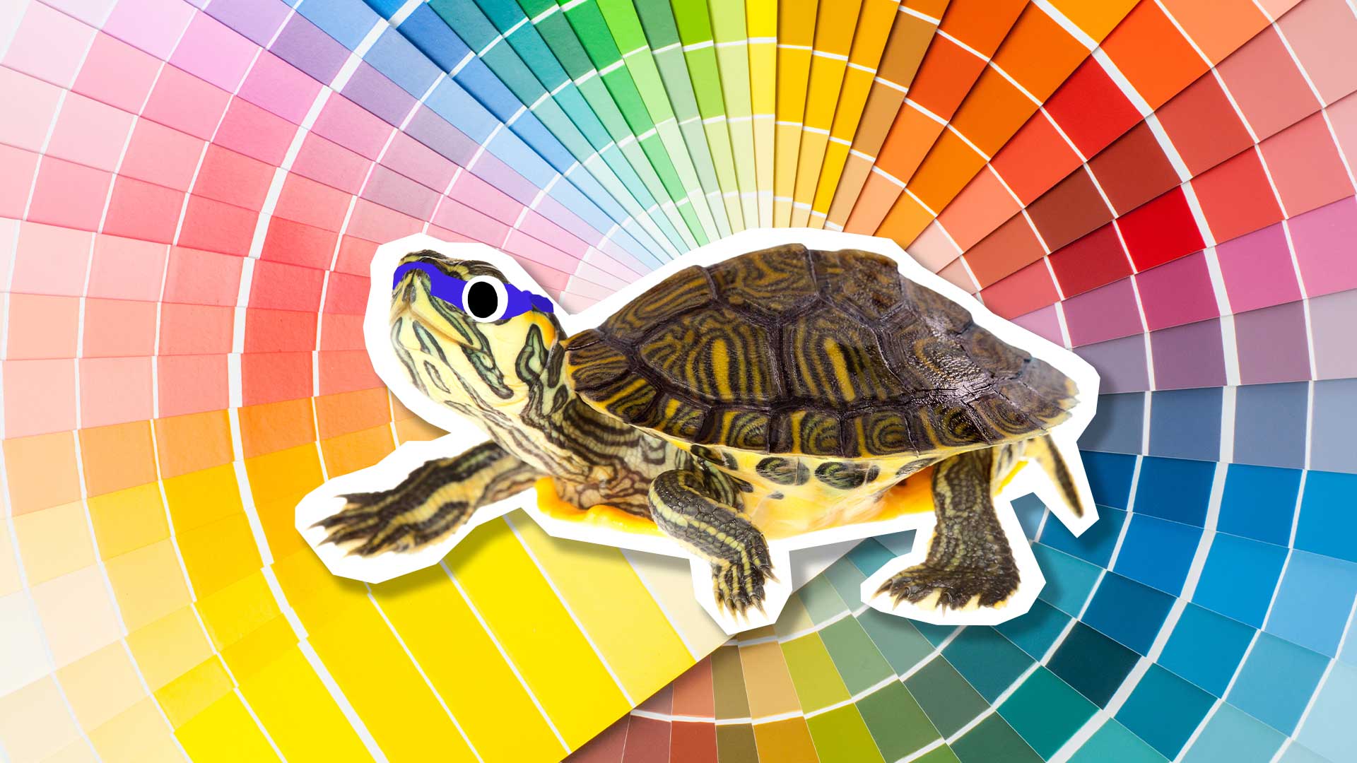 A turtle on a colour palette