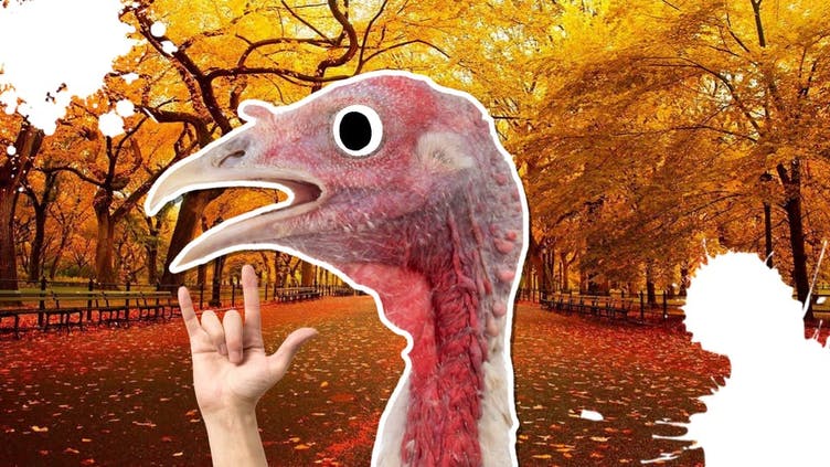 A turkey