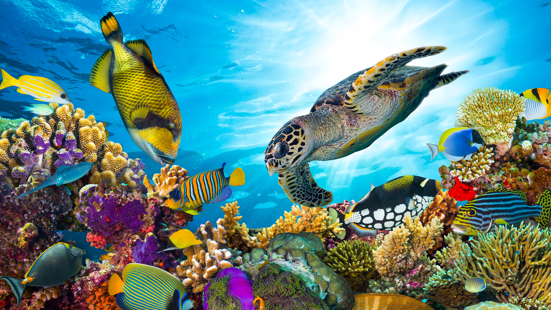 Underwater reef scene 