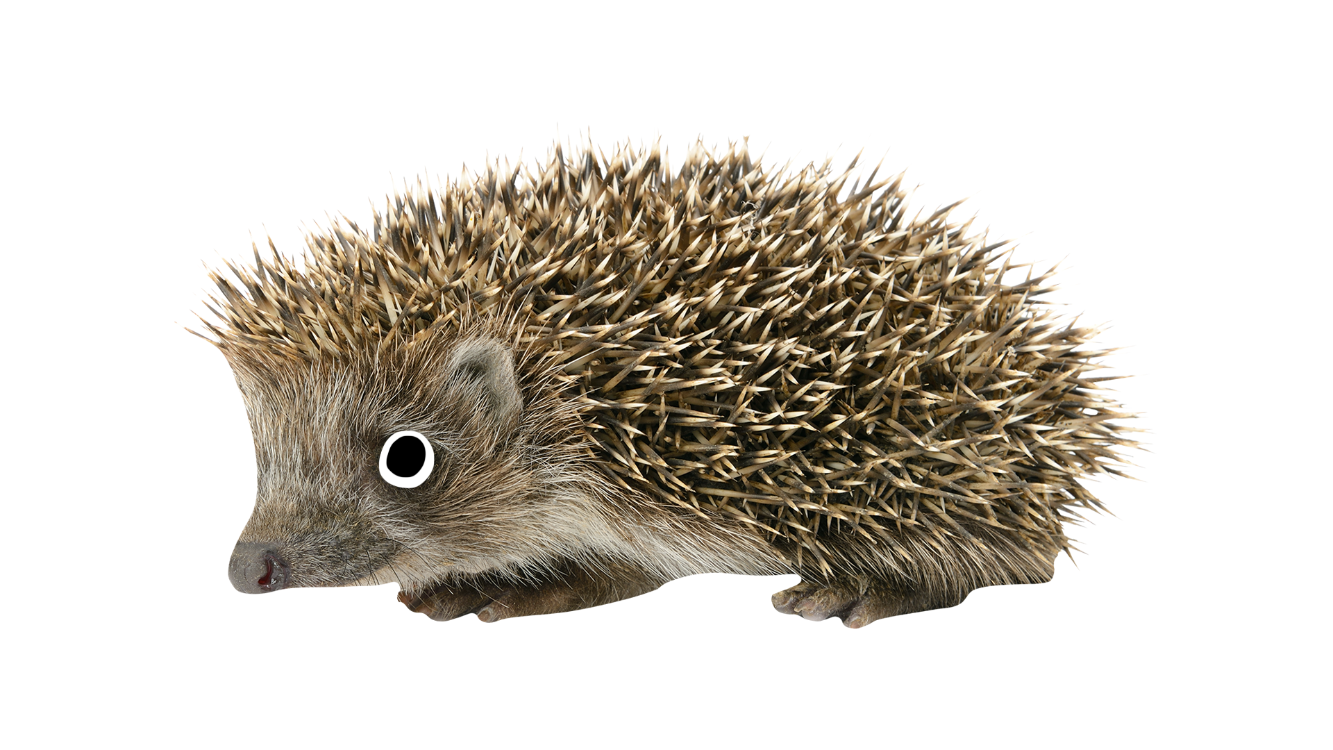 A prickly hedgehog