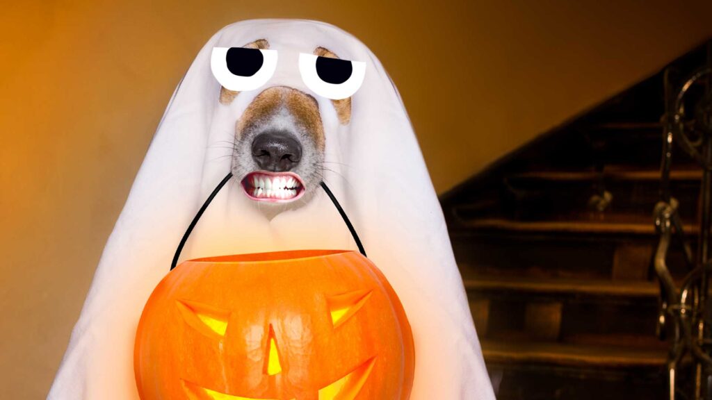 A dog in a ghost costume