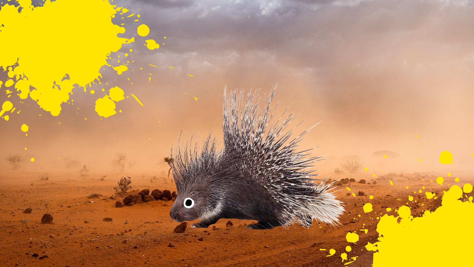 Porcupine in the desert with splats