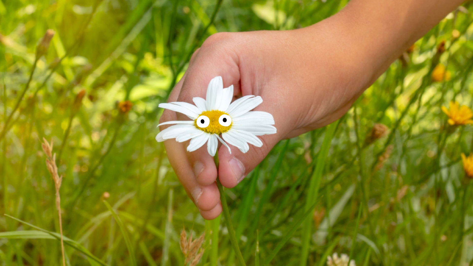 A happy daisy flower