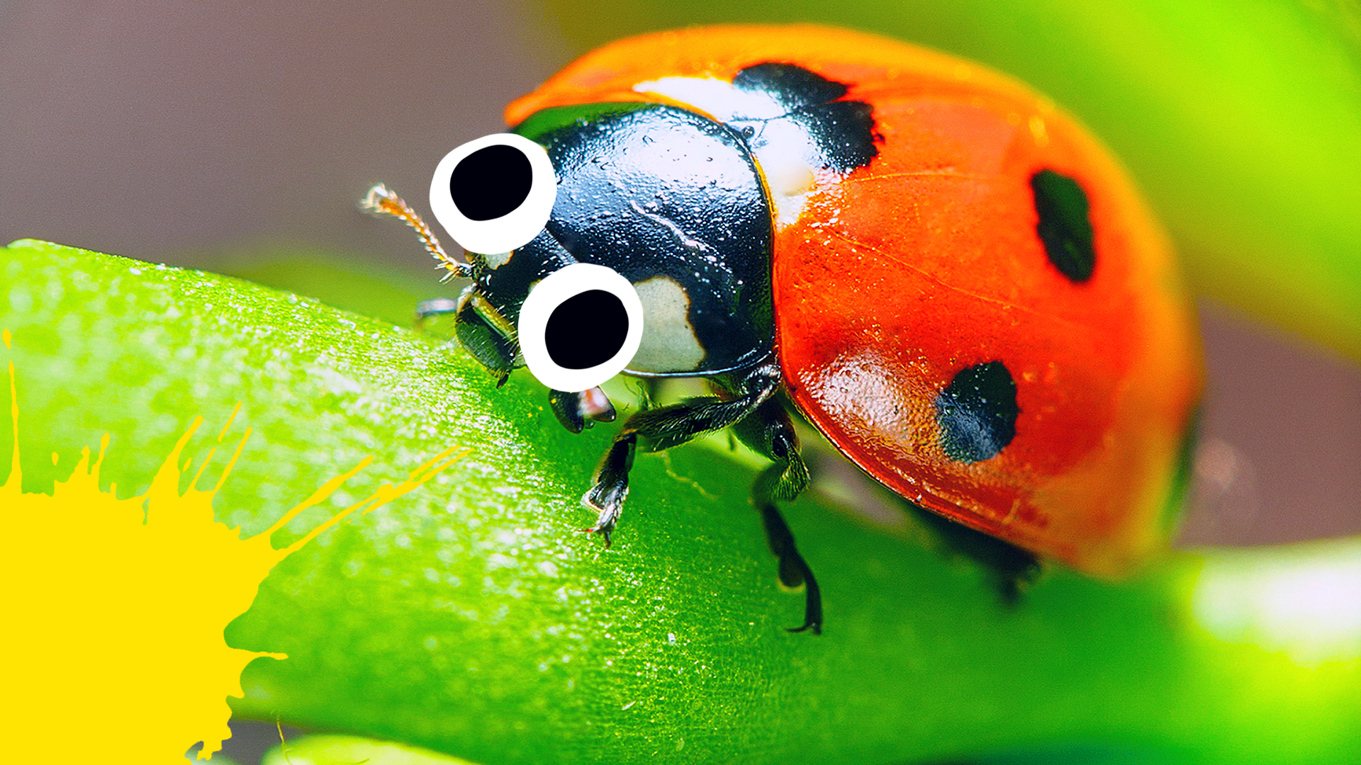 Ladybug with splats