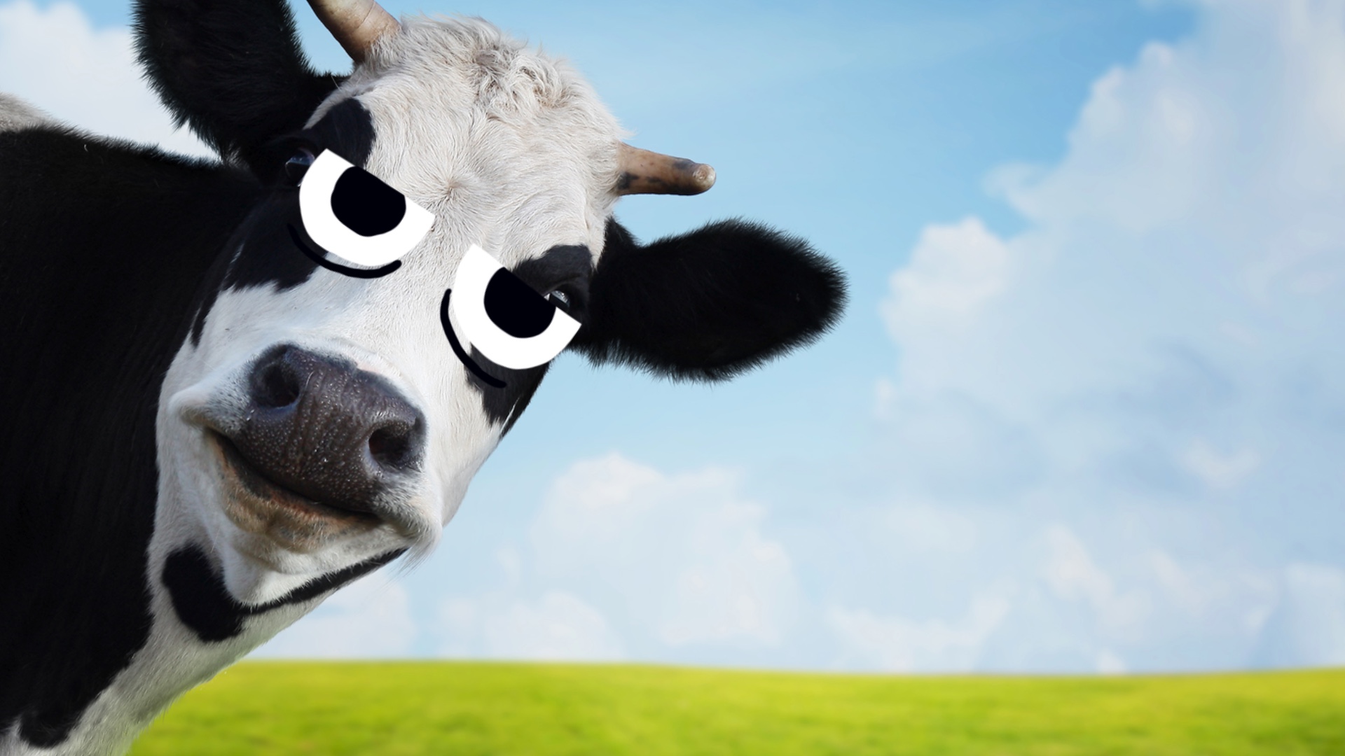 A curious cow