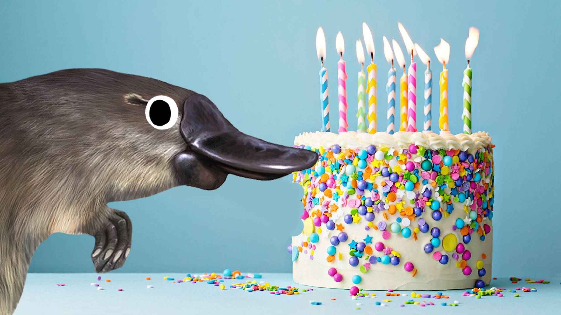 Platypus eating a birthday cake