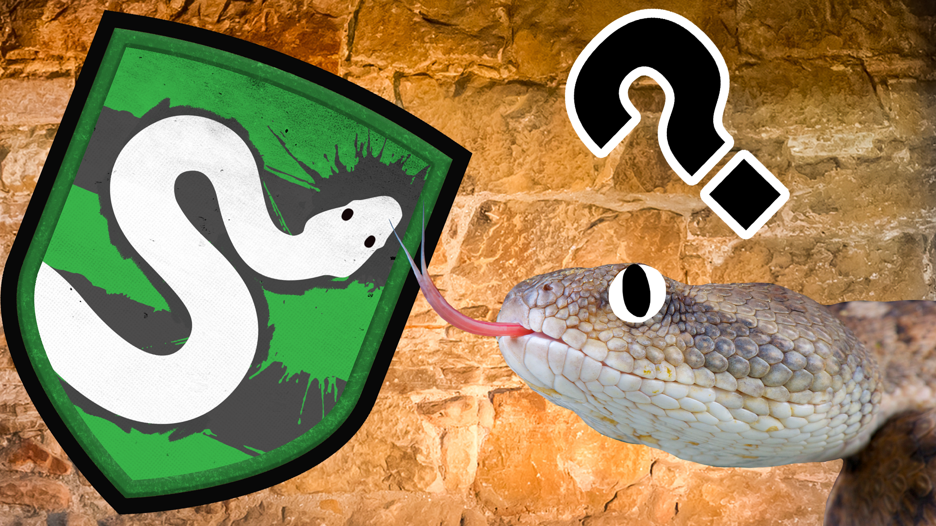 Slytherin snake and shield on wall background