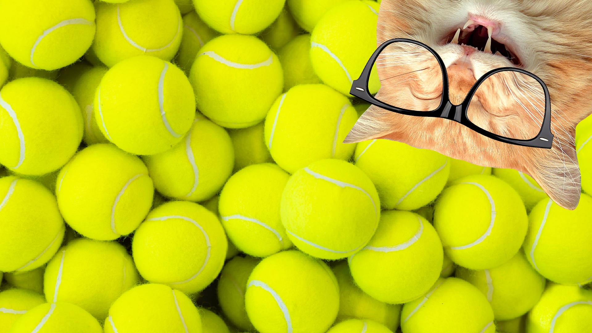 A cat and some tennis balls