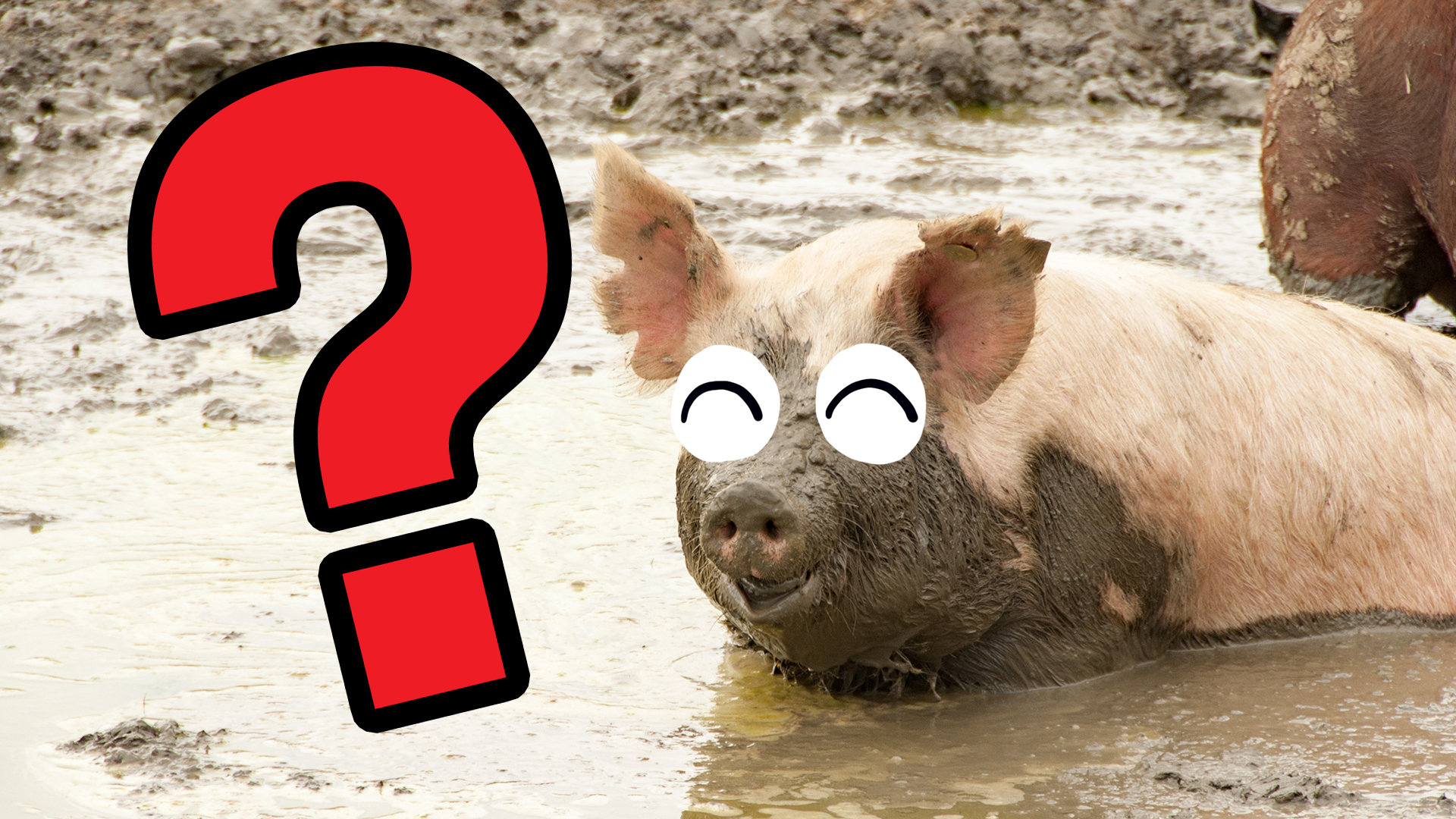 A pig sitting in a puddle of muddy water