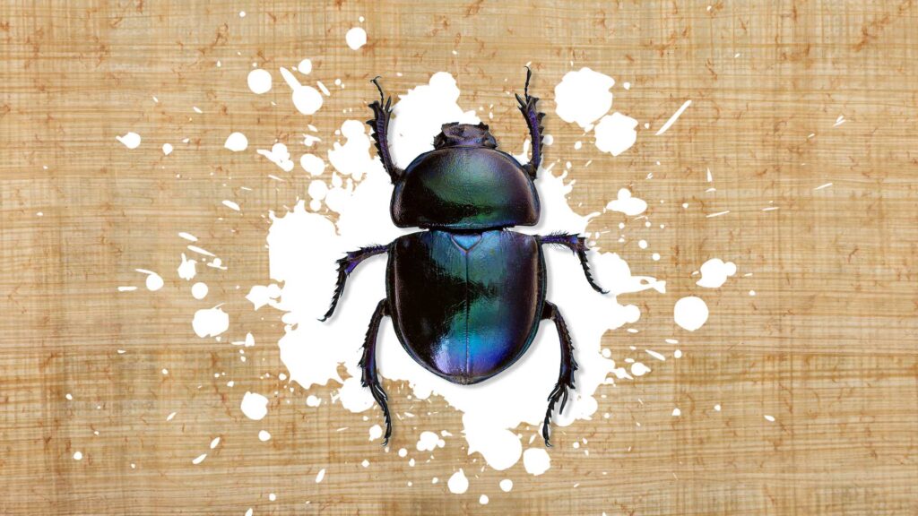 A scarab beetle