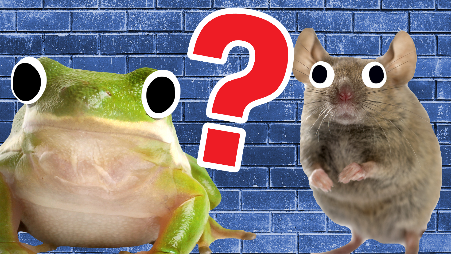 A frog, a mouse and a question mark