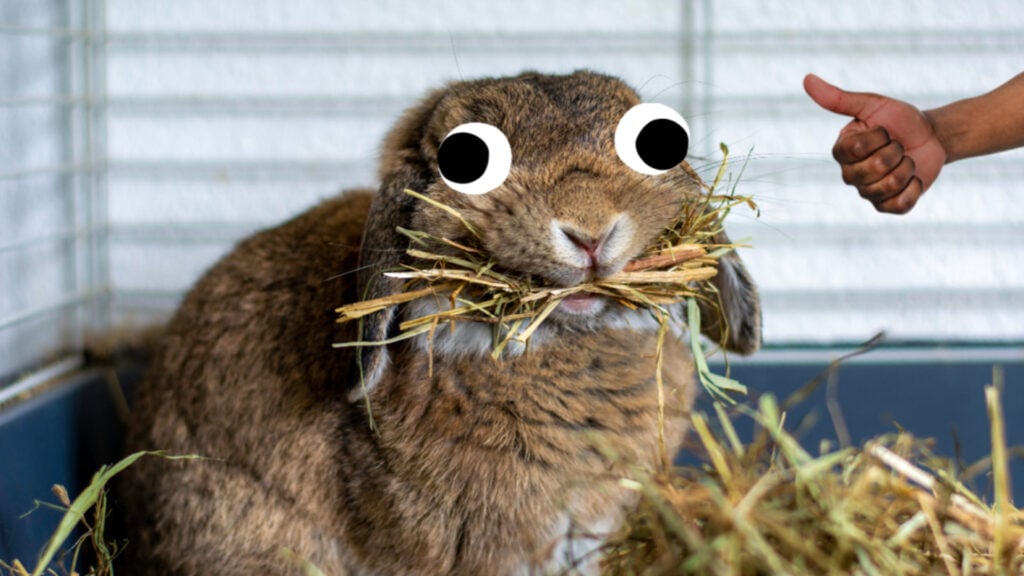 Rabbit eating hay