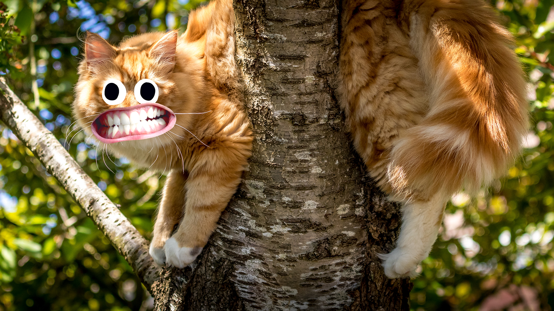 Goofy cat in a tree