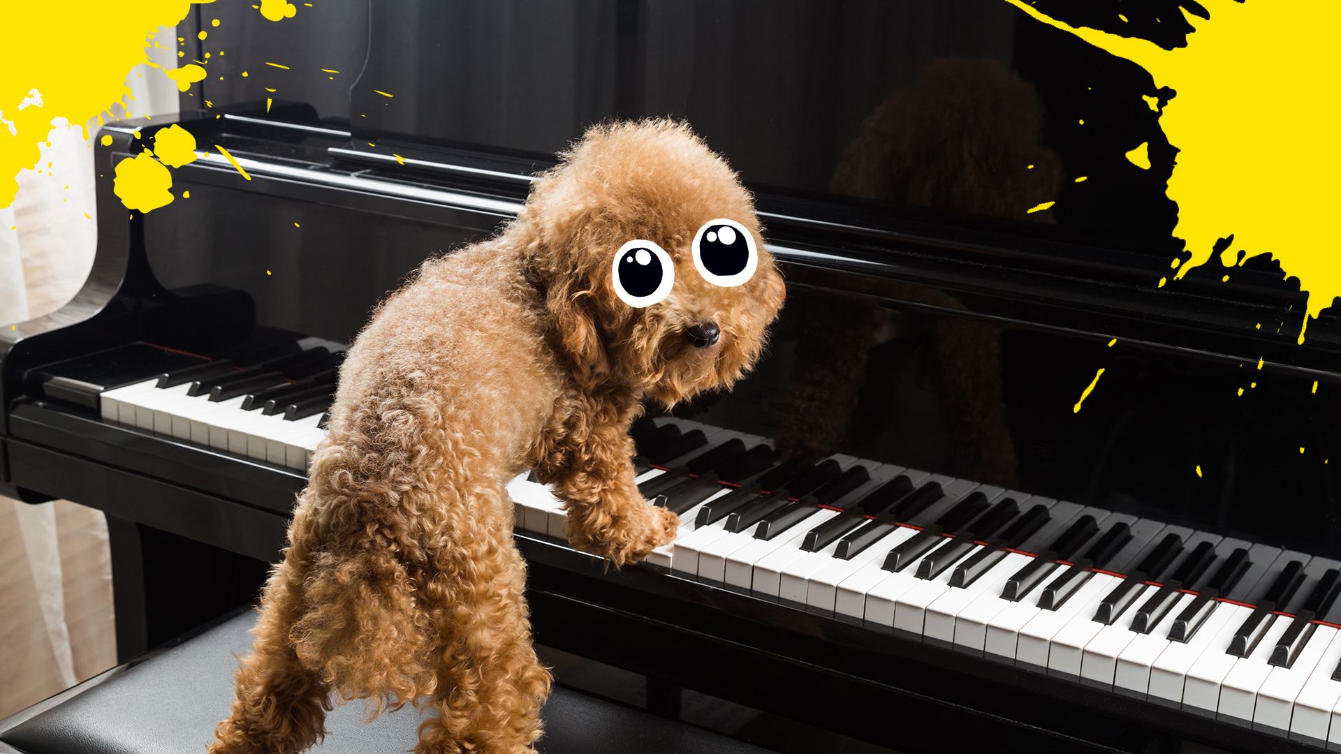 A dog on the piano