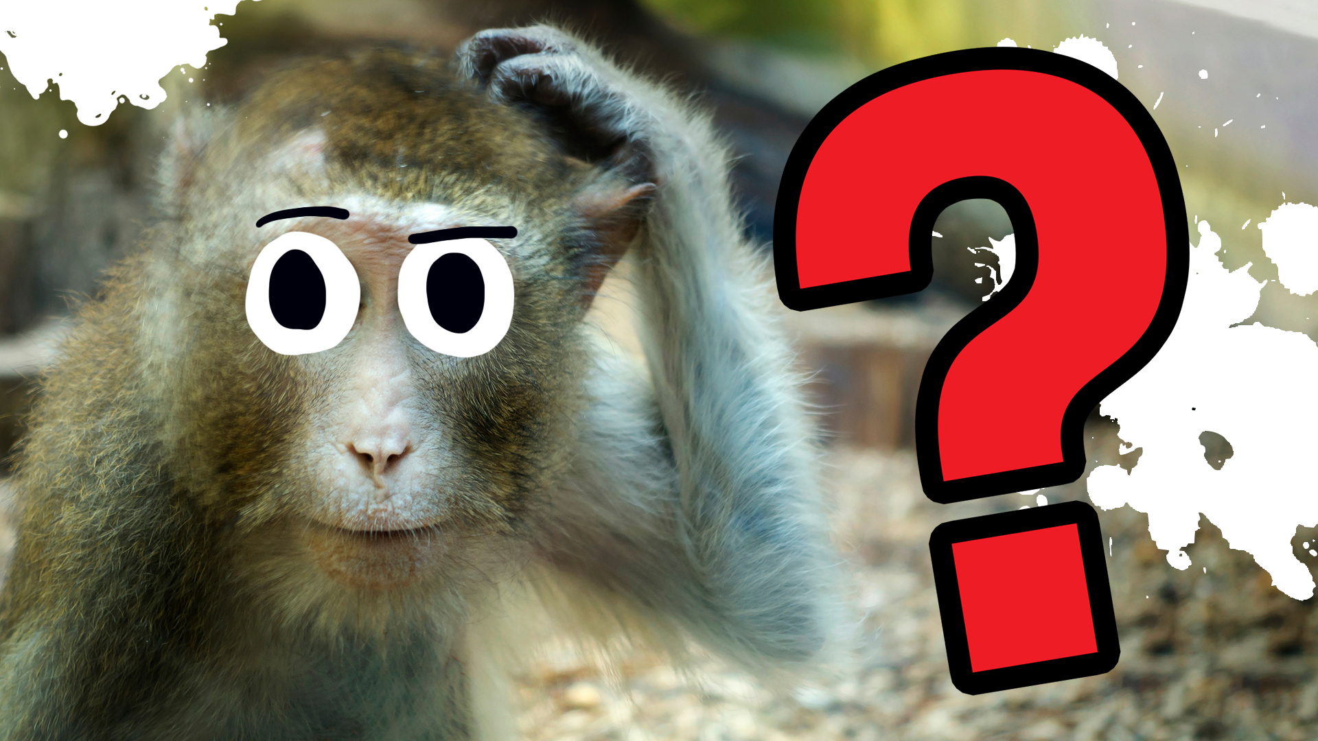 A monkey thinks