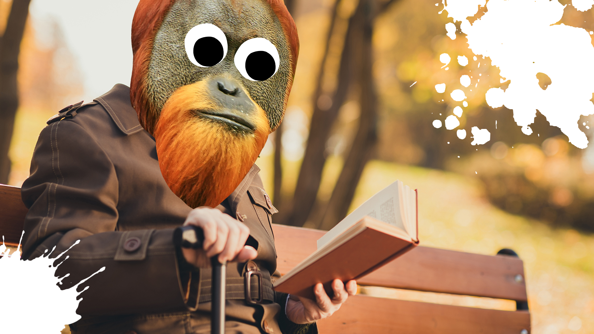 An orangutan reads a book on a park bench