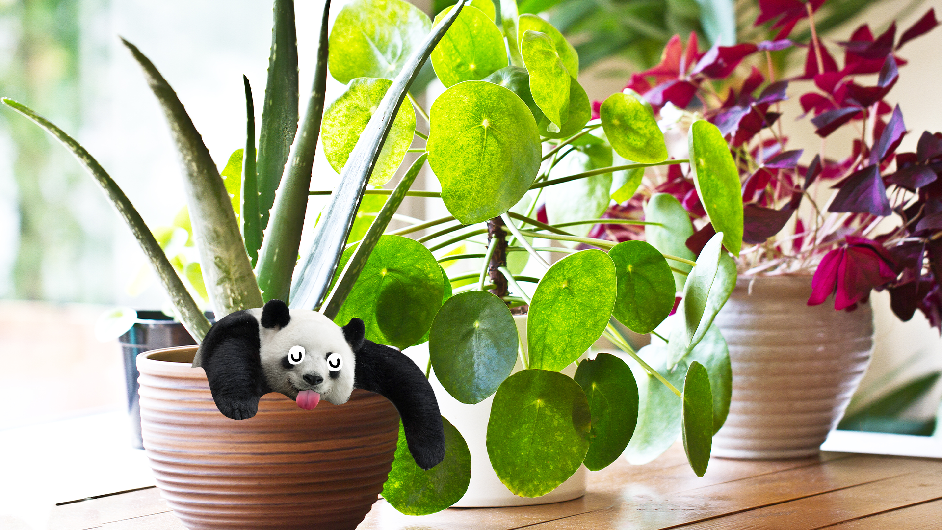 Derpy panda popping out of pot plant