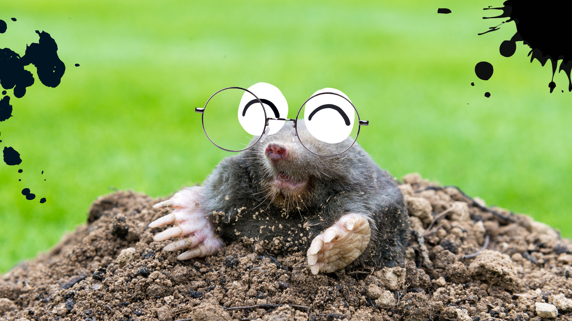 A mole wearing glasses emerges from the ground