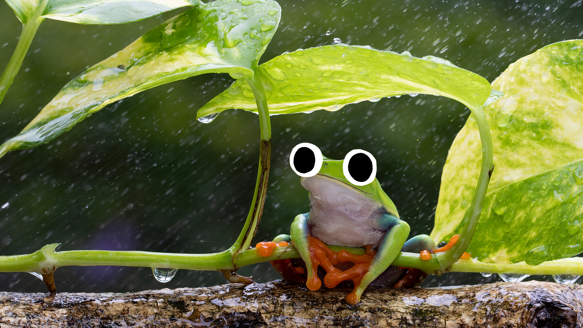 Frog sheltering from the rain