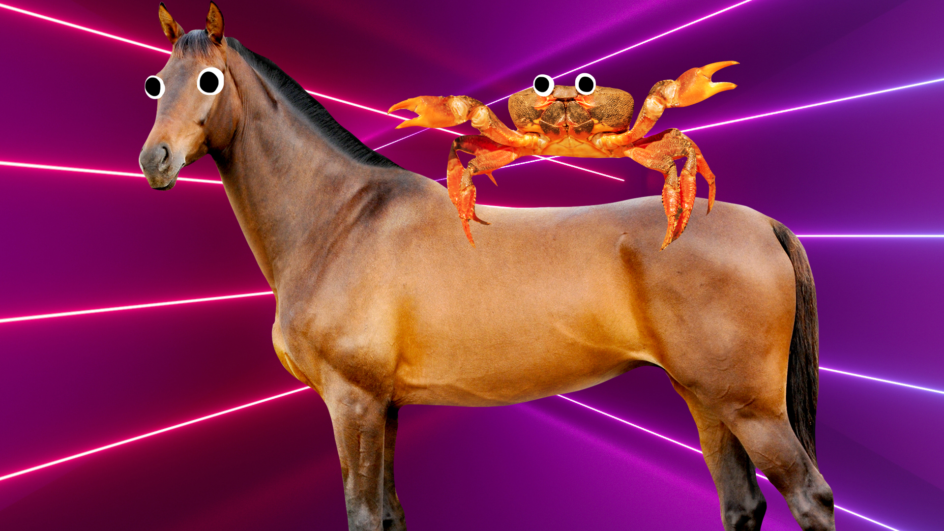 Horse with crab on its back