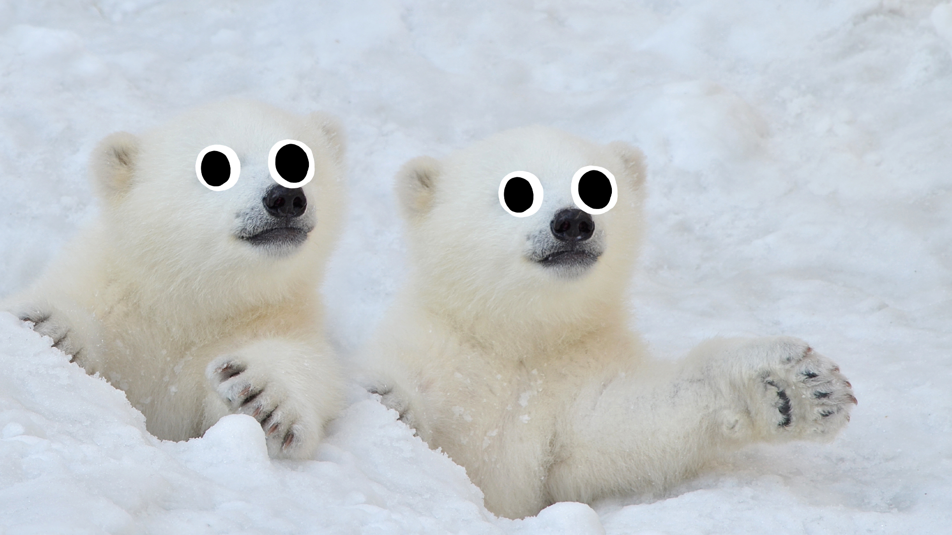 Two cute polar bear cubs