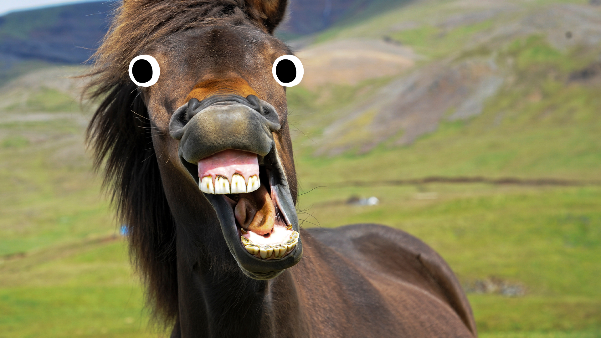 Goofy horse