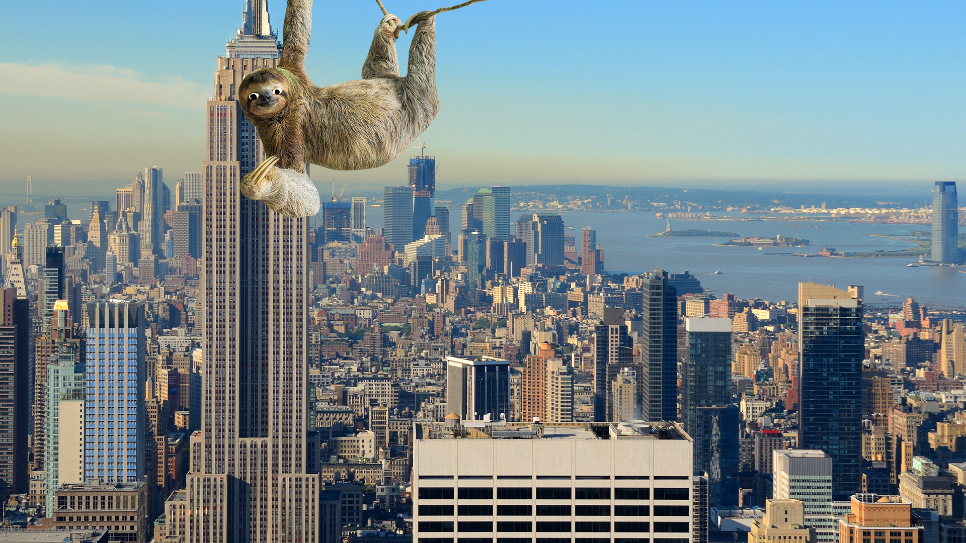 Beano sloth enjoying the view from the Empire State building