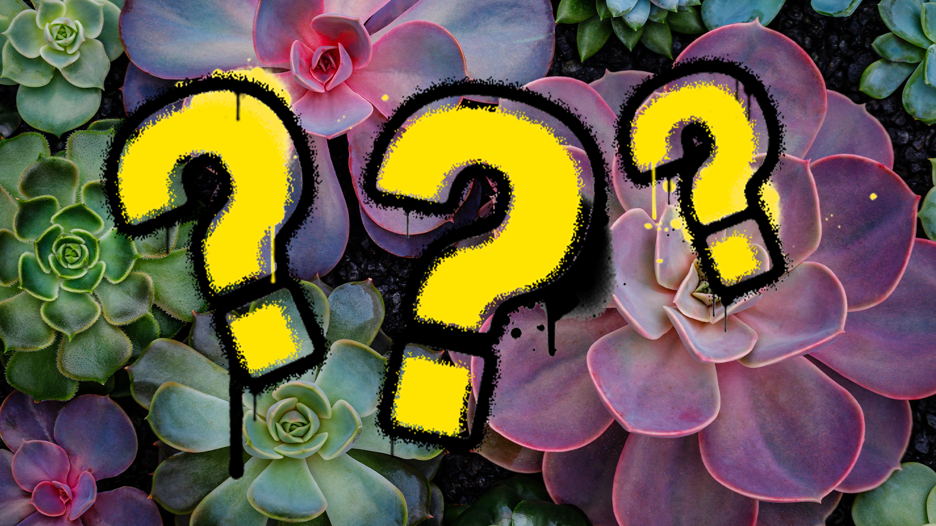 Succulents and question marks