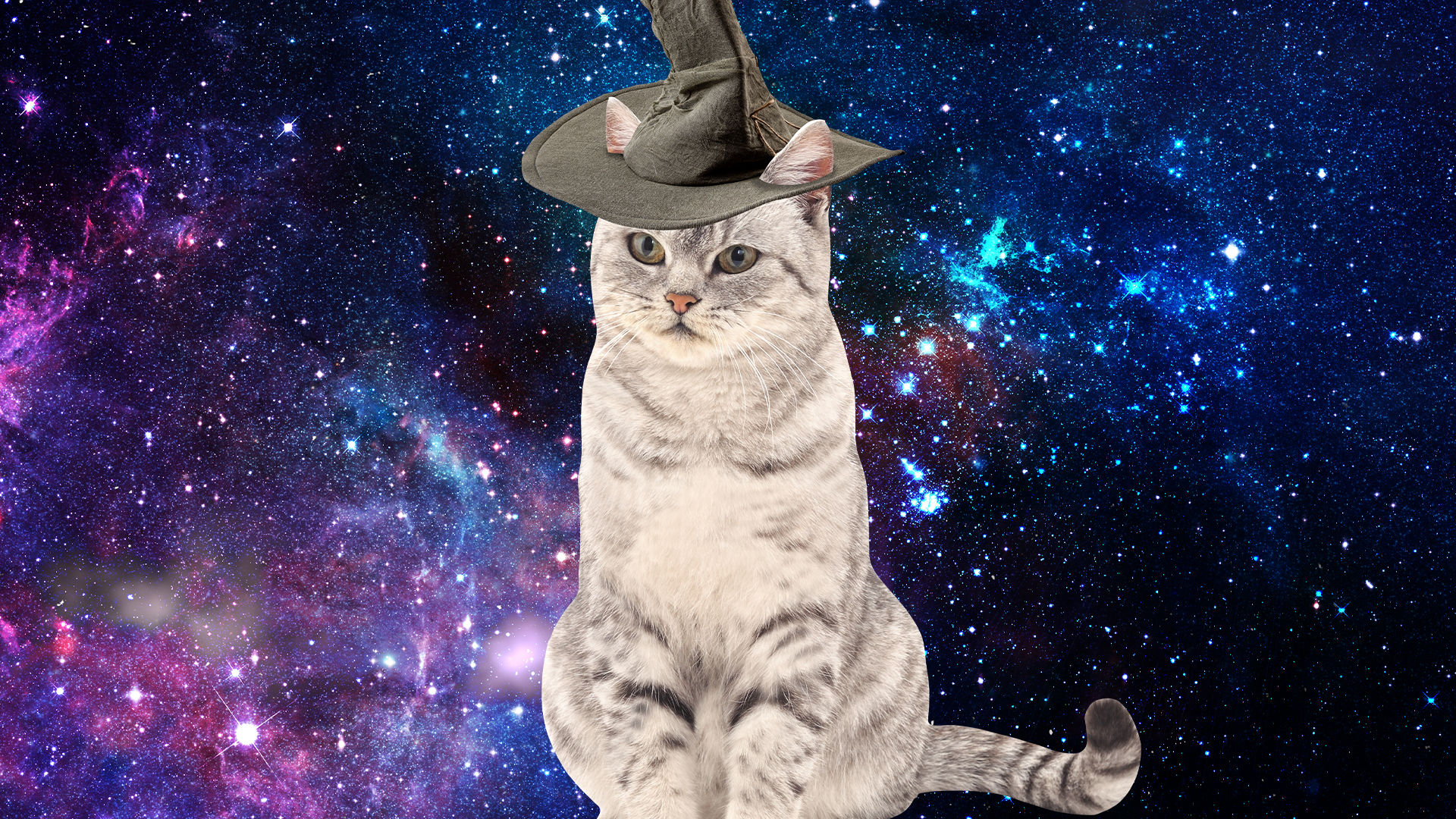 Cat in a witch's hat on starry background