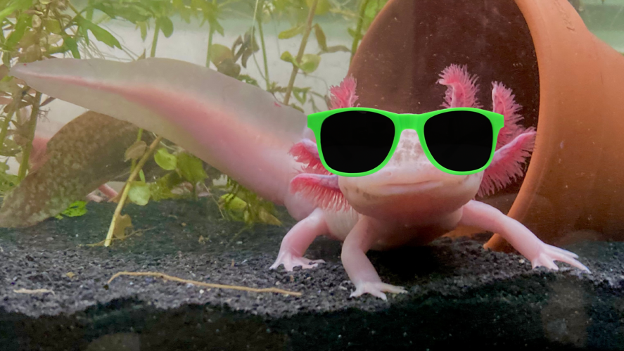 Cool lil axolotl 