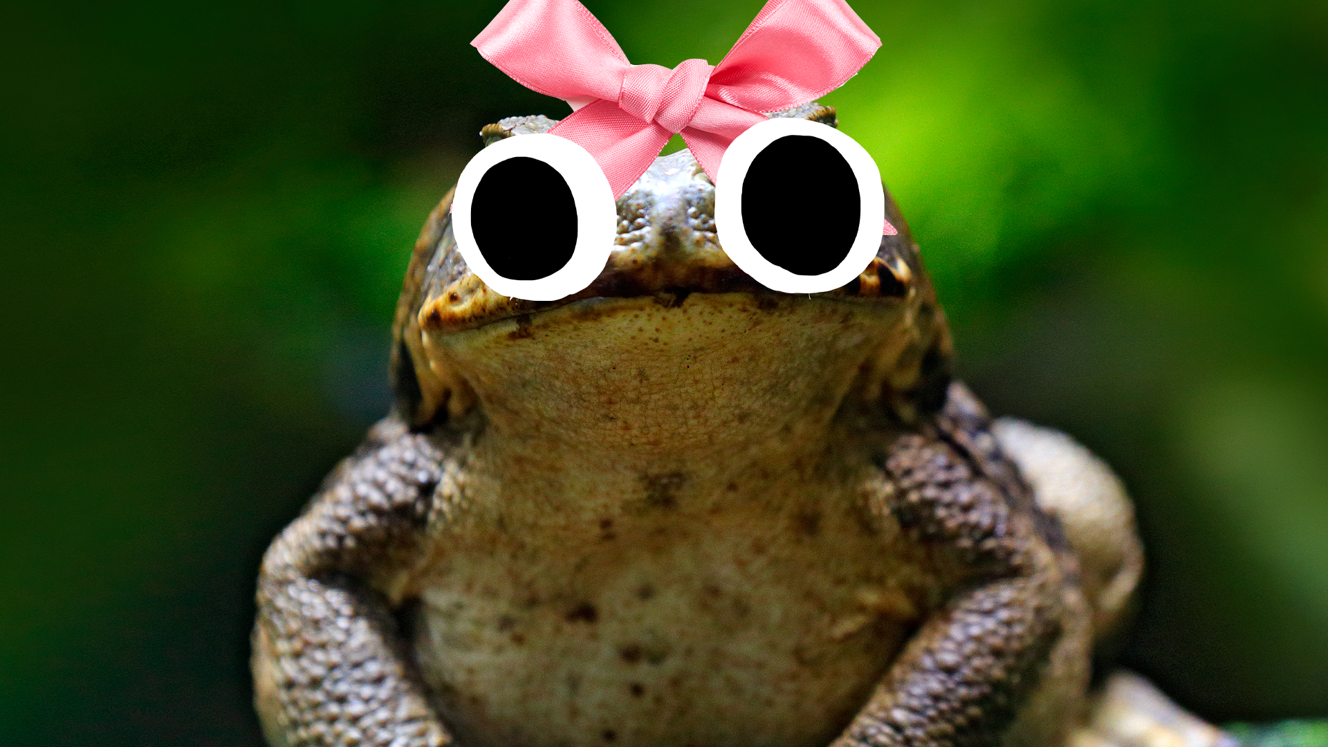 Toad with a pink bow