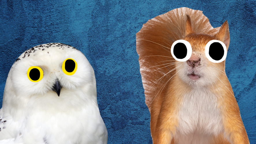 Beano squirrel and owl