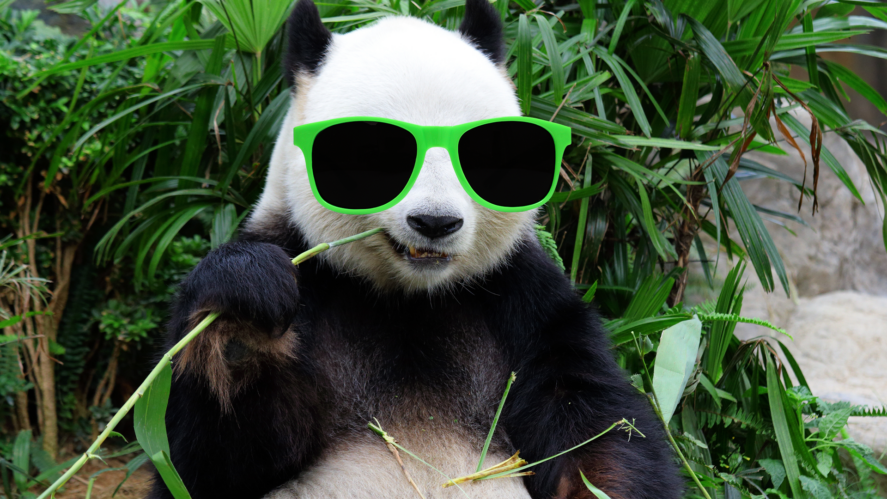 Cool panda
