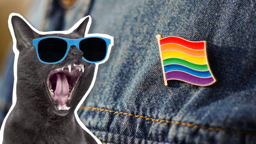 A cat and a denim jacket showing a Pride badge