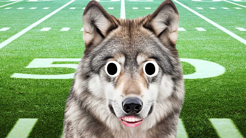 A wolf on an American football field