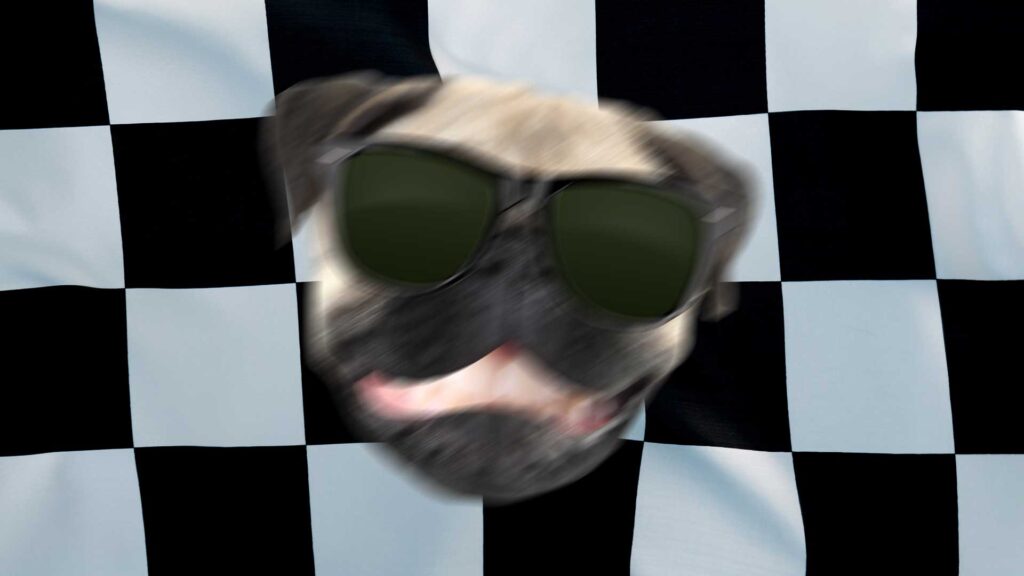 A pug against a checkered flag