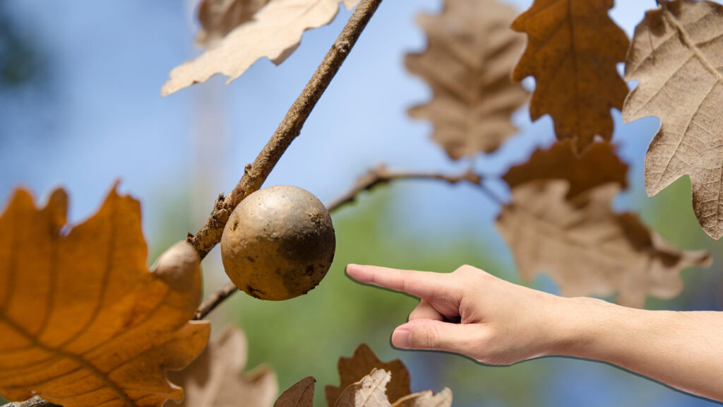 Oak gall wasp