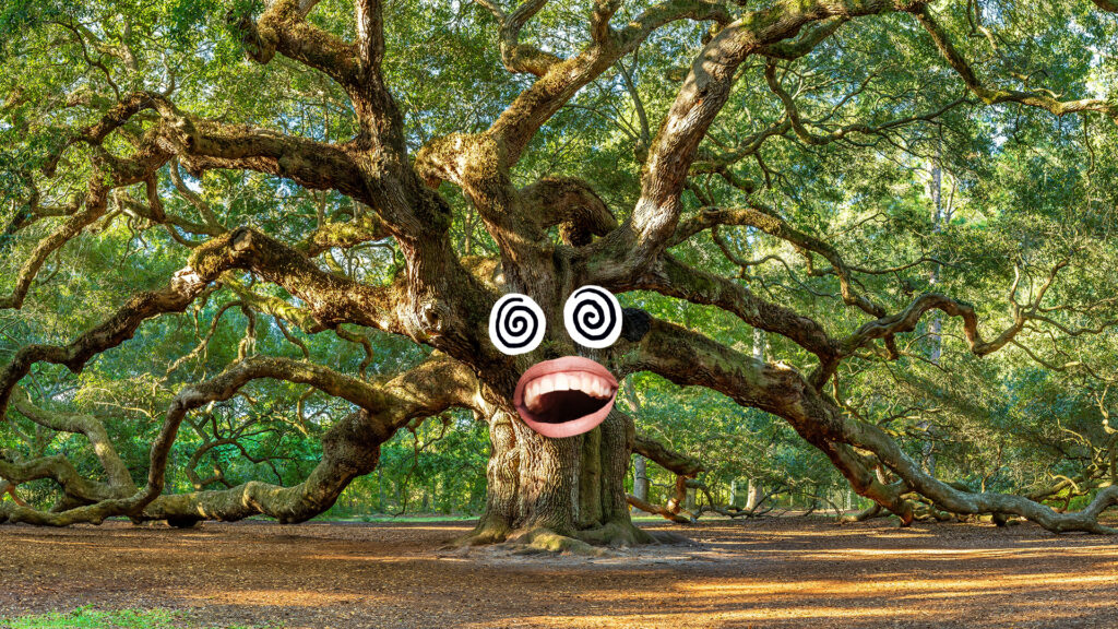 A really old oak tree