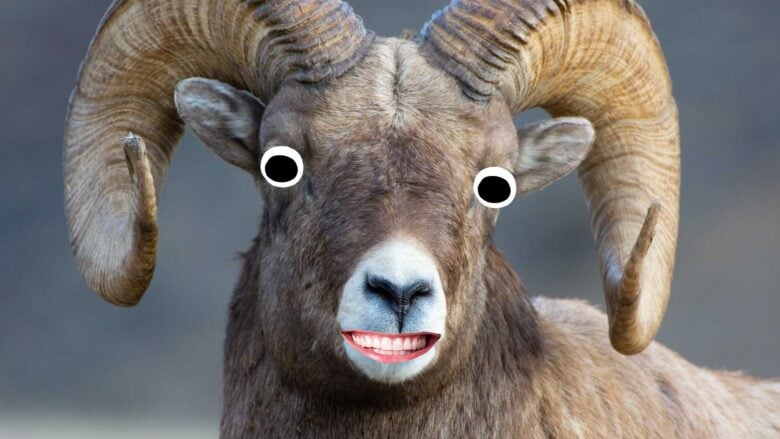 A ram