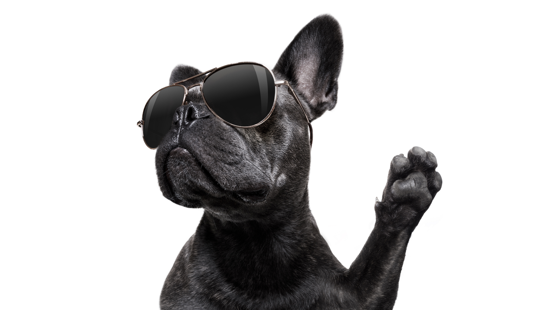 A dog in sunglasses
