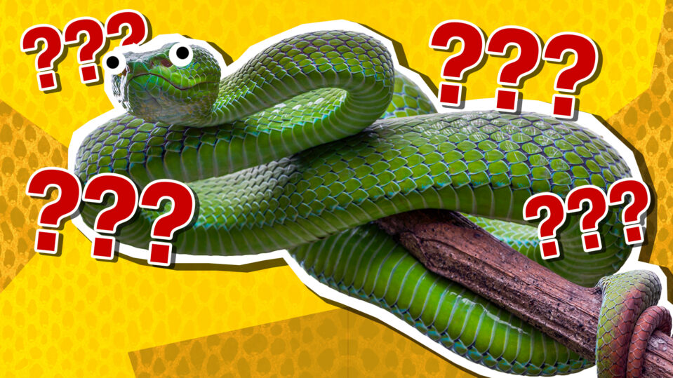 Poisonous Pit Vipers Quiz! | Snakes | Vipers on Beano.com