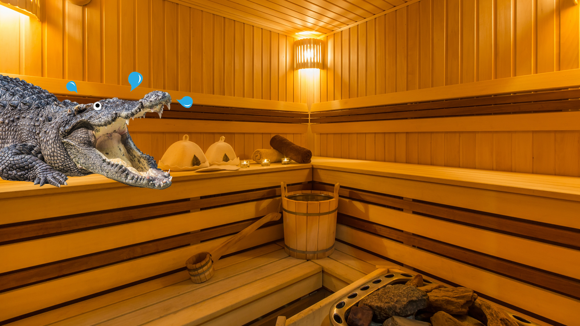 A crocodile in a sauna