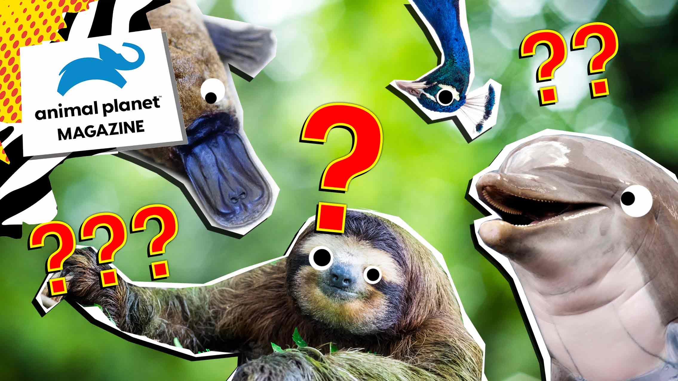 Animal Quizzes | Animal Questions With Answers | Beano.com
