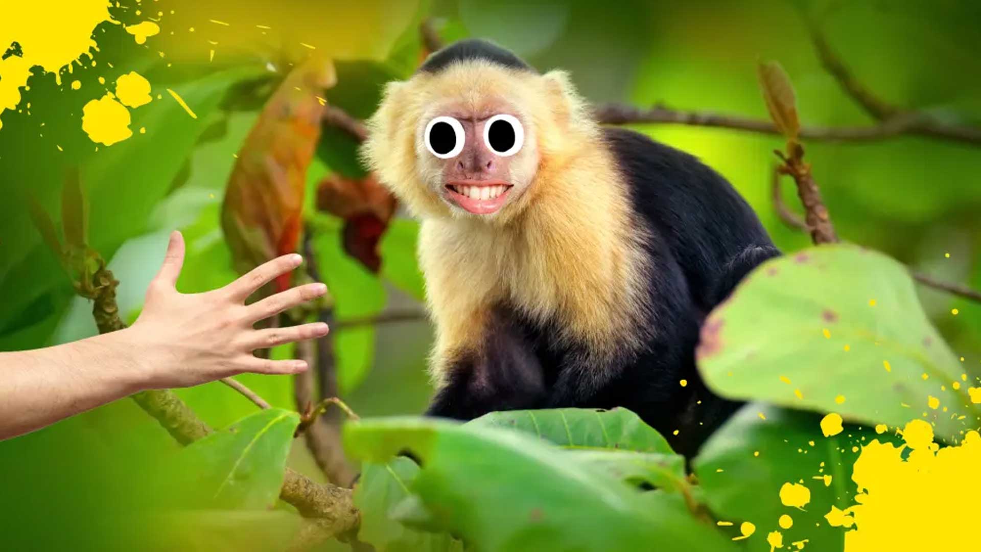 Capuchin monkey