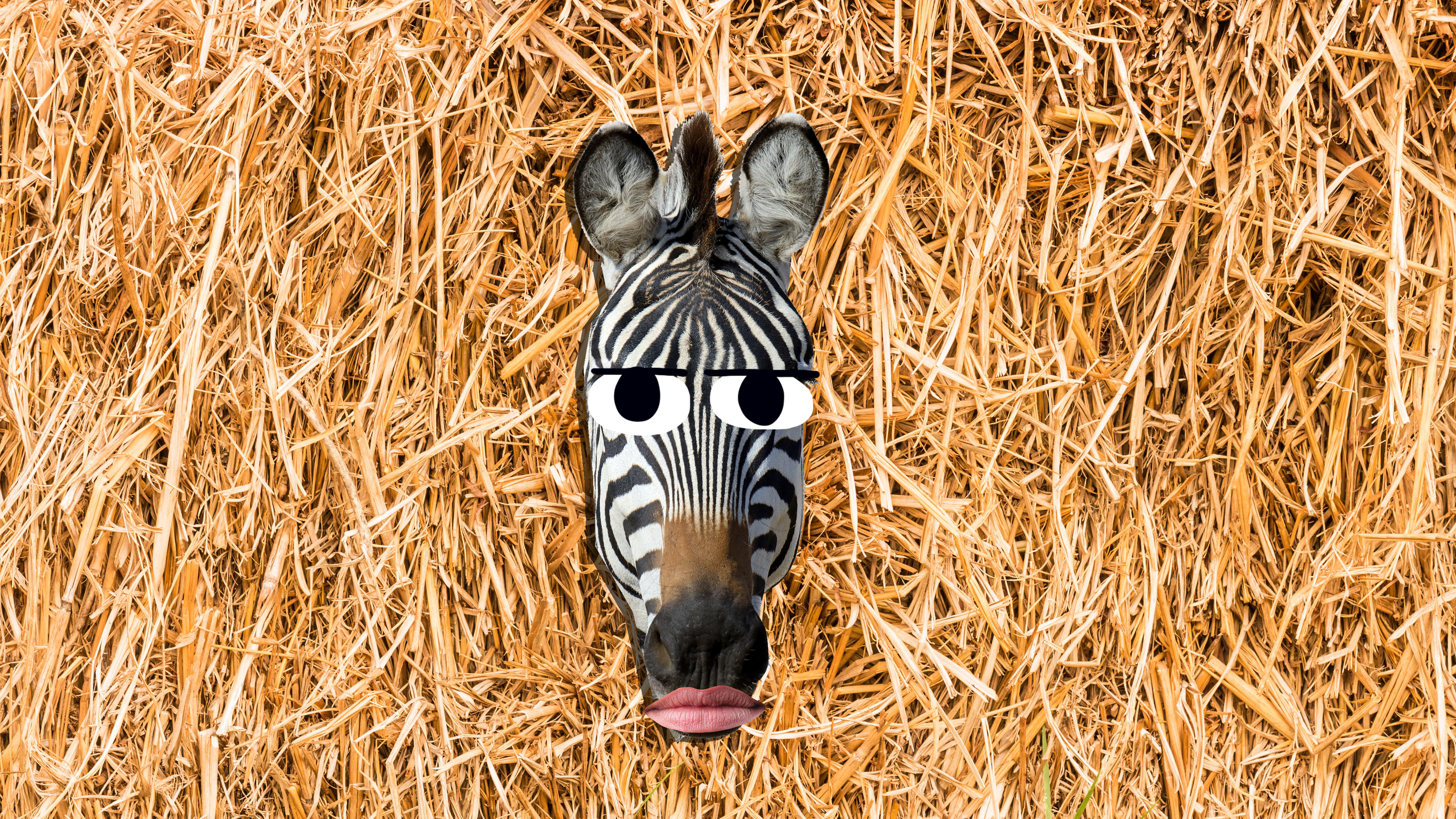 on beyond zebra racist images