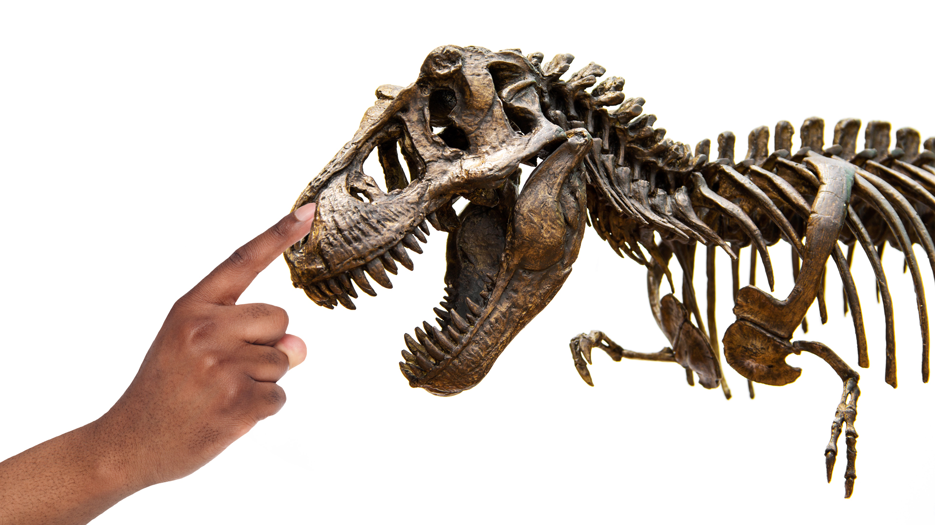 Dinosaur Quizzes Animals Beano Com - t rex skeleton roblox