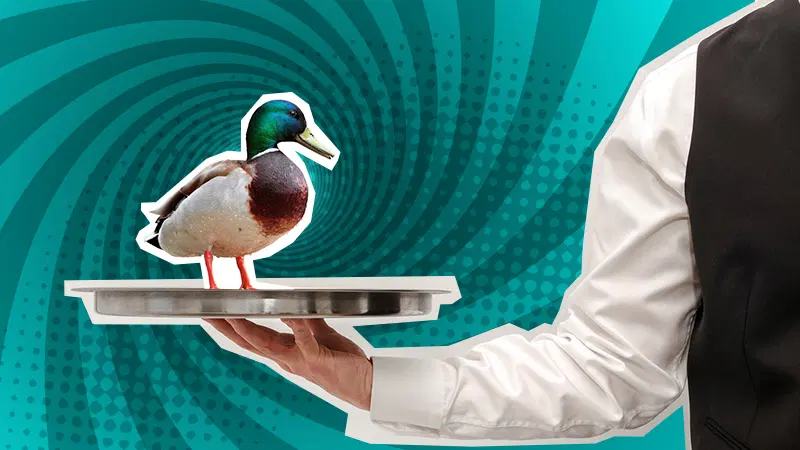 Mallard duck stood on a silver plate 