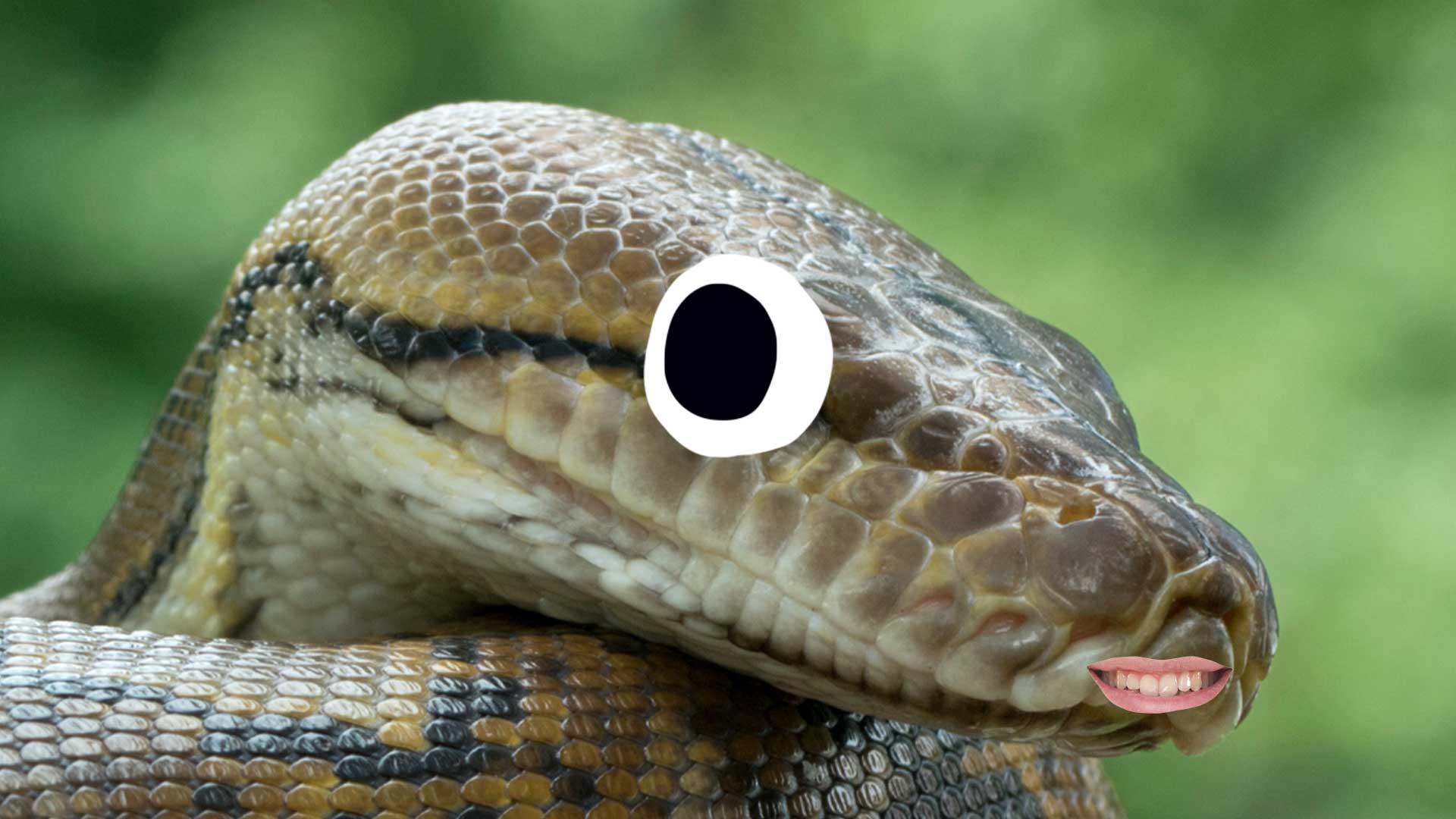 pika python